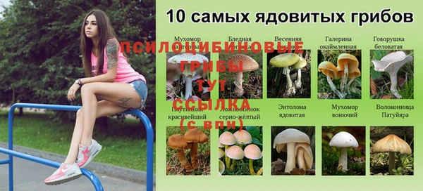 крисы Аркадак